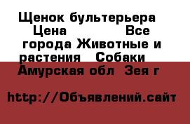 Щенок бультерьера › Цена ­ 35 000 - Все города Животные и растения » Собаки   . Амурская обл.,Зея г.